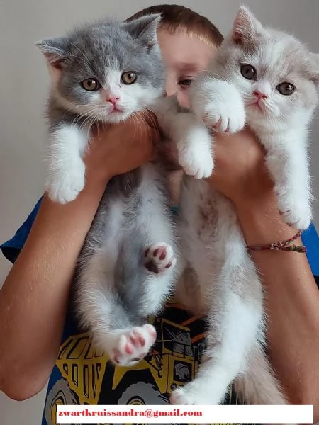 Cuccioli di British Shorthair! 