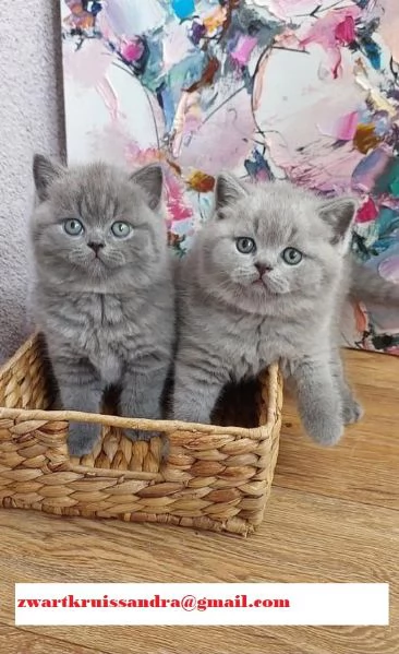 Cuccioli di British Shorthair disponibili
