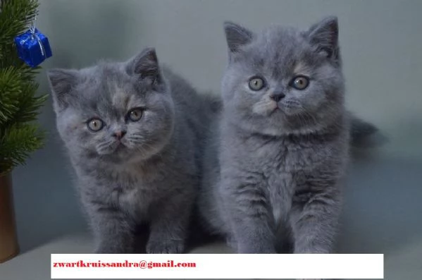 Gattini British Shorthair con pedigree