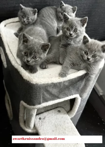Cuccioli di gattini British Shorthair,