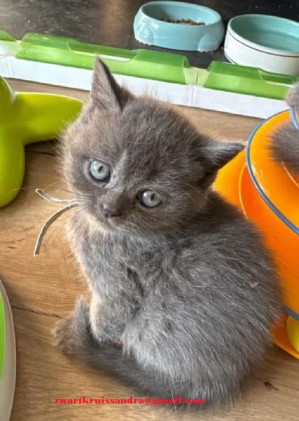 Gattini British Shorthair con pedigree