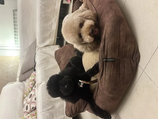 Barboncini Nani | Foto 3