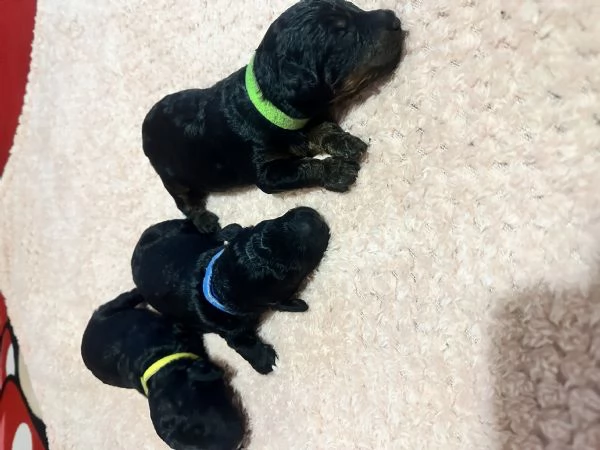 Barboncini Nani | Foto 1