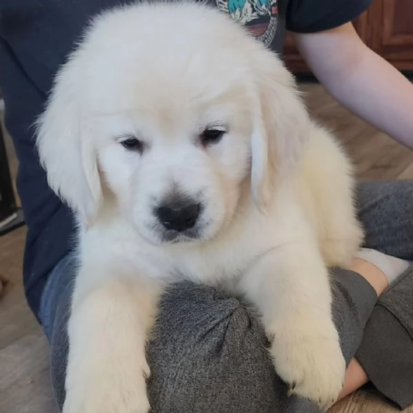 Cuccioli di golden retriever Bianchi | Foto 0