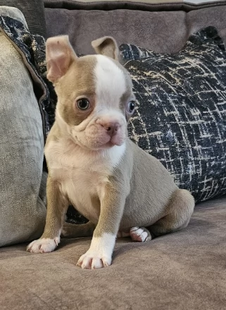 Adorabili cuccioli di Boston Terrier