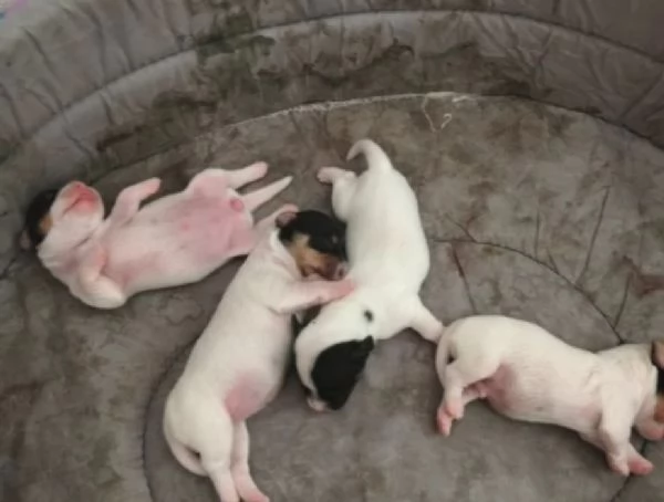 Picvolisdimi Gek Russel toy  nato il 18 ottobre  2025