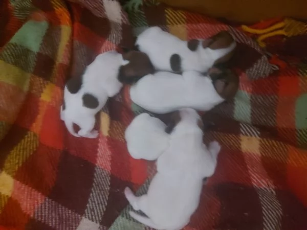 Picvolisdimi Gek Russel toy  nato il 18 ottobre  2025 | Foto 0