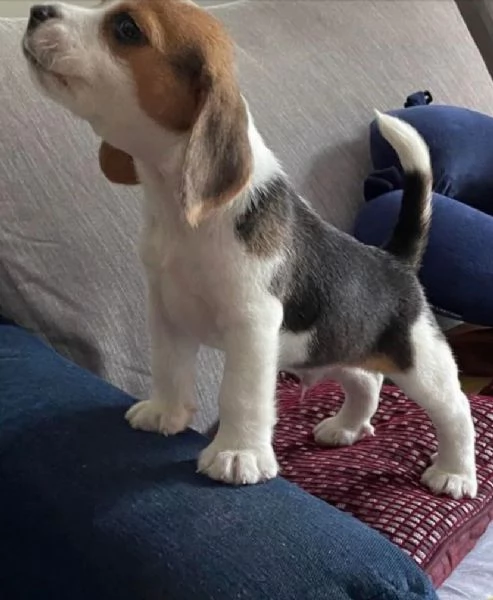 Beagle (cuccioli maschio e femmina) | Foto 0