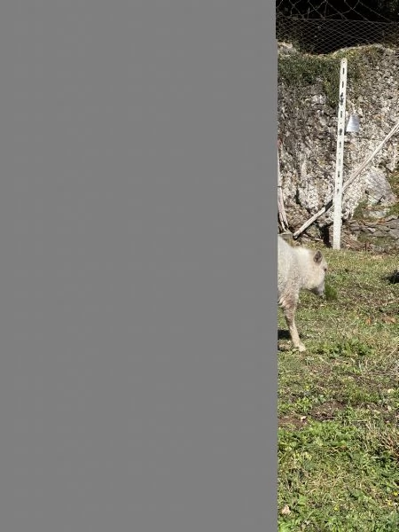  pecore nane ouessant | Foto 0