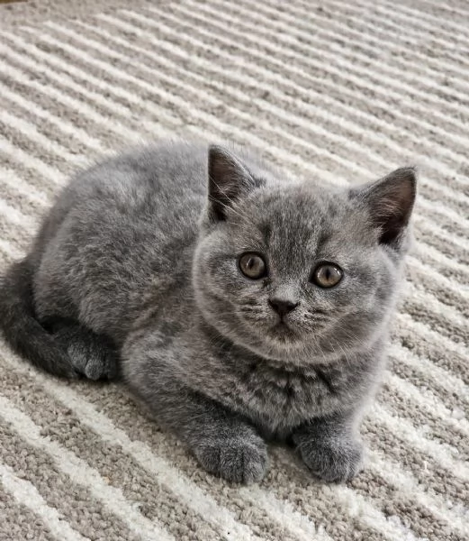 Cuccioli British Shorthair