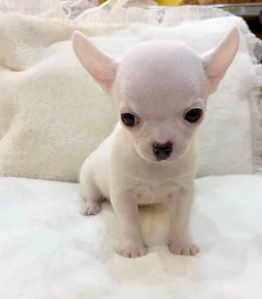 Chihuahua Toy (cuccioli maschio e femmina)