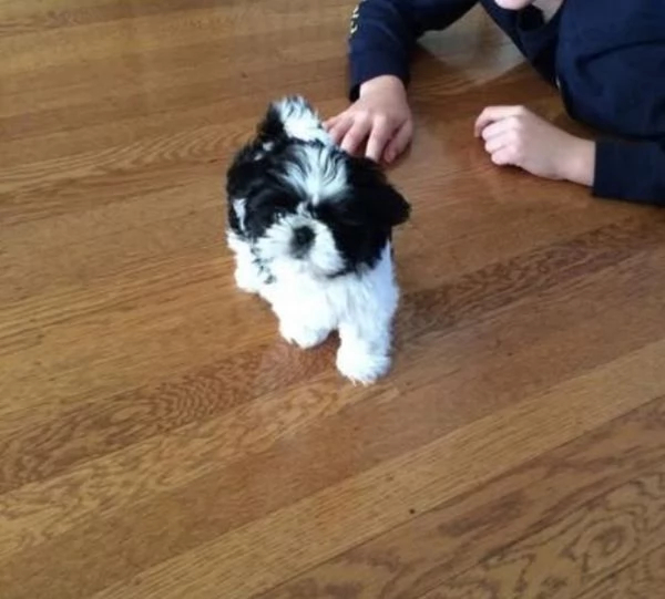 Shih Tzu Mini Toy (cuccioli maschio e femmina)