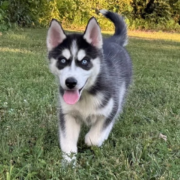 Siberian Husky (cuccioli maschio e femmina) | Foto 0
