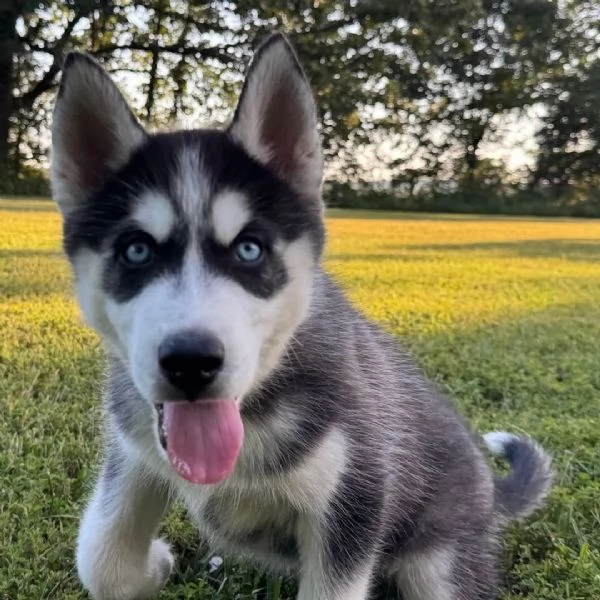 Siberian Husky (cuccioli maschio e femmina)