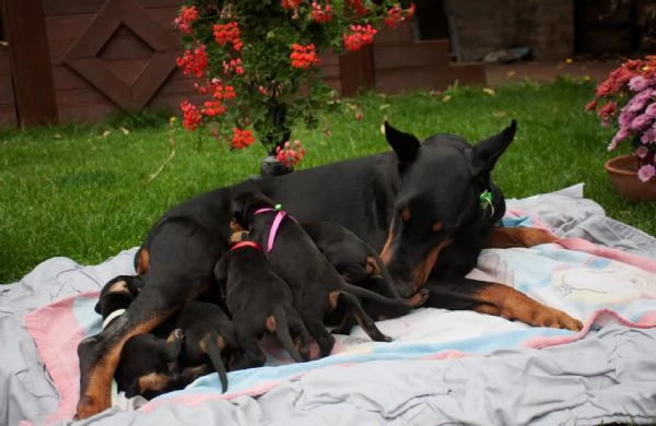 Dobermann (cuccioli maschio e femmina) | Foto 0