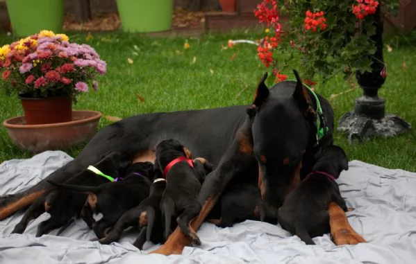 Dobermann (cuccioli maschio e femmina)