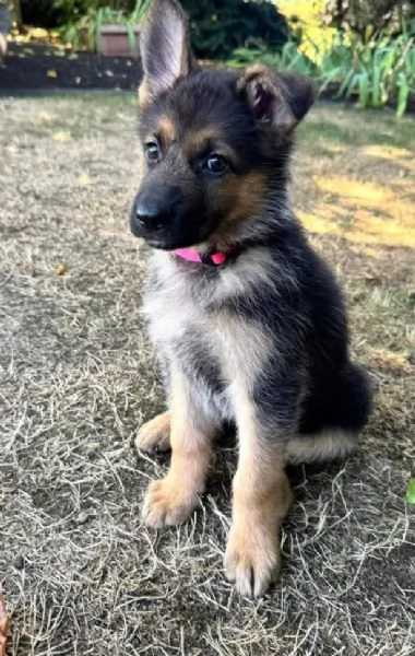 Pastors tedesco (cuccioli maschio e femmina) | Foto 1