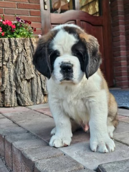 San Bernardo (cuccioli maschio e femmina)