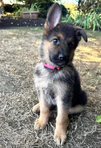 Pastore tedesco (cuccioli maschio e femmina)