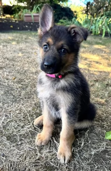 Pastore tedesco (cuccioli maschio e femmina) | Foto 0