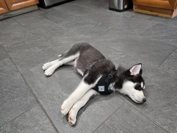 Siberian Husky (cuccioli maschio e femmina)