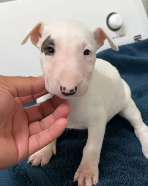 Bull Terrier (cuccioli maschio e femmina) | Foto 1