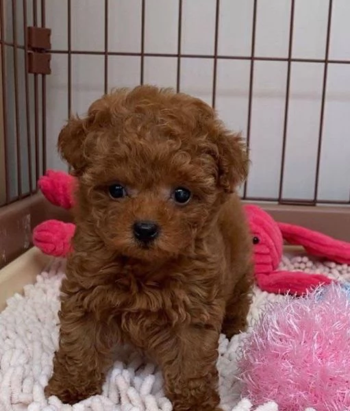 1. Barboncino Toy (cuccioli maschio e femmina) | Foto 0