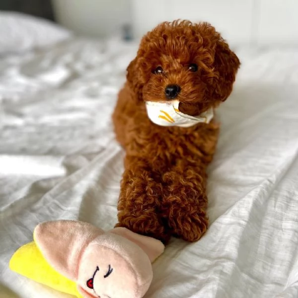 Barboncino Toy (cuccioli maschio e femmina) | Foto 0