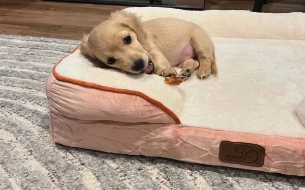 Bassotto nana (cuccioli maschio e femmina)