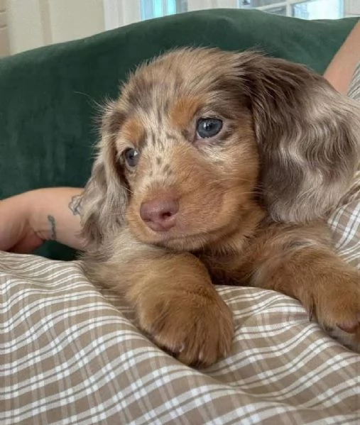 Bassotto nana (cuccioli maschio e femmina) | Foto 0