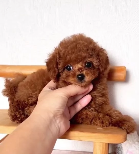Barboncino Toy (cuccioli maschio e femmina) | Foto 0