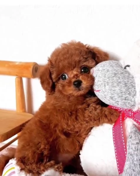 Barboncino Toy (cuccioli maschio e femmina)