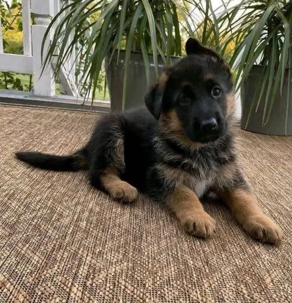 Pastor tedesco (cuccioli maschio e femmina)