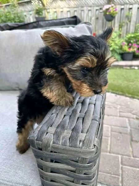  Yorkshire Terrier (cuccioli maschio e femmina) | Foto 1