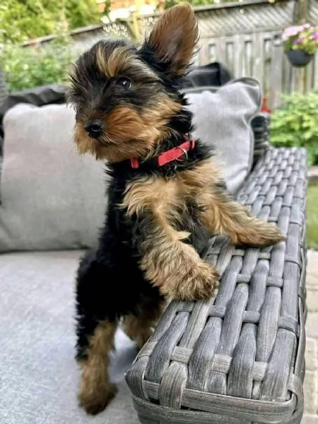  Yorkshire Terrier (cuccioli maschio e femmina) | Foto 0