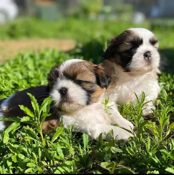    Shih Tzu Mini Toy (cuccioli maschio e femmina)