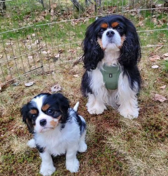 Cavalier King Charles (cuccioli maschio e femmina)