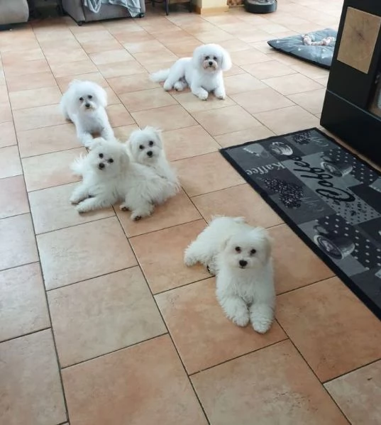  Bolognese  (cuccioli maschio e femmina) | Foto 0