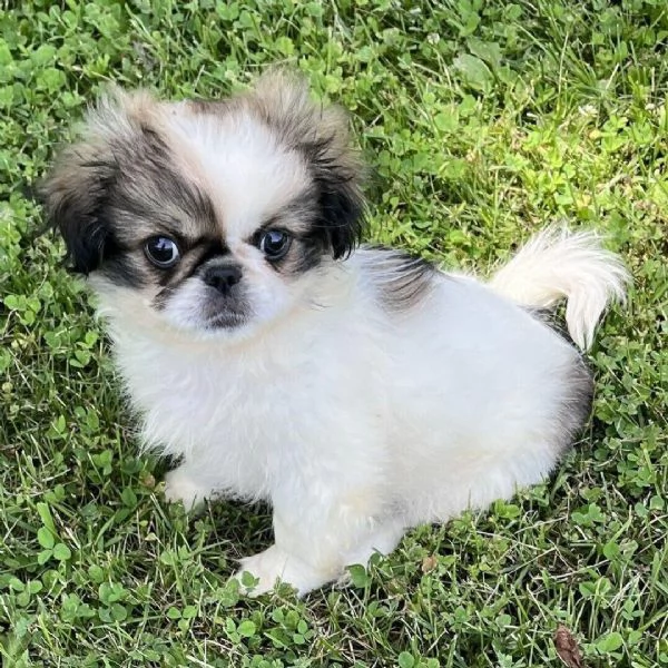  pechinese  (cuccioli maschio e femmina)