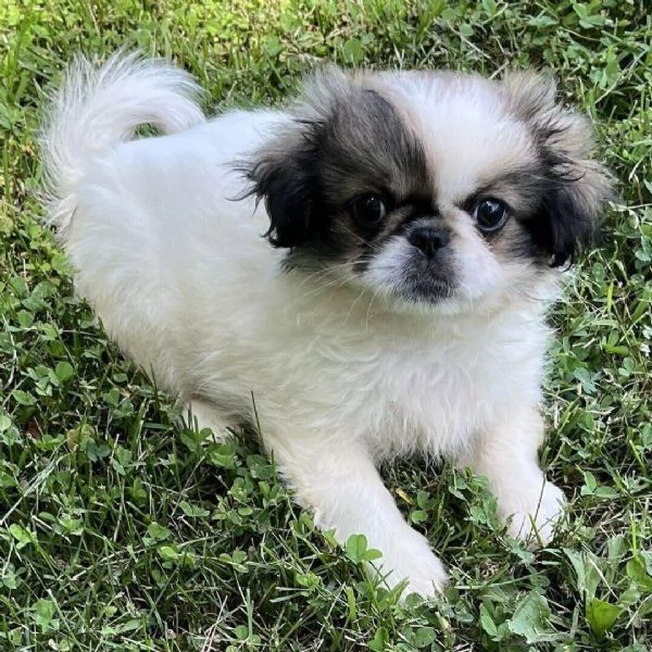  pechinese  (cuccioli maschio e femmina) | Foto 0