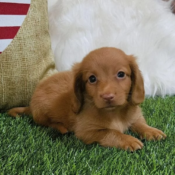 Bassotto nana (cuccioli maschio e femmina)