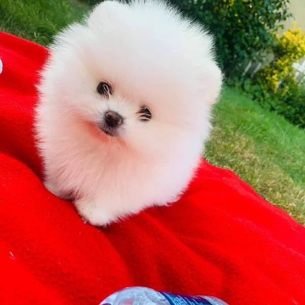 3. Pomeranian Toy (cuccioli maschio e femmina) | Foto 0