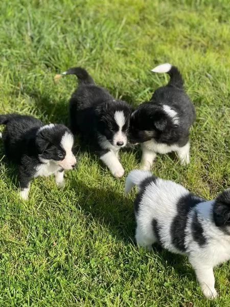 Bellissimi cuccioli di Border Collie | Foto 0