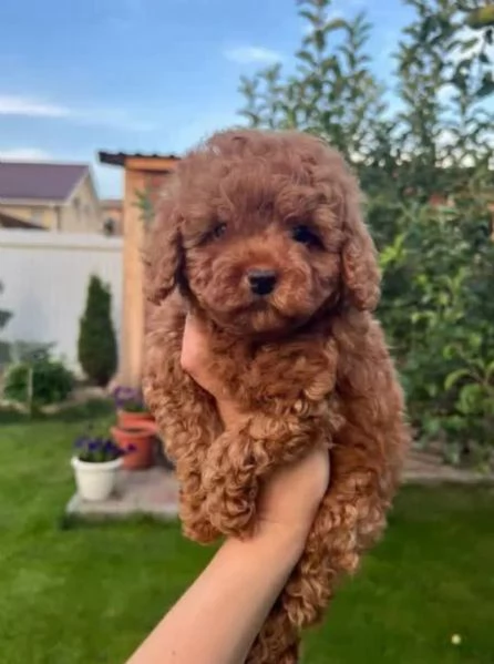 Cuccioli di barboncino toy carini cercano una mamma amorevole | Foto 1
