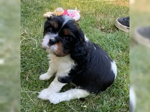 Disponibili cuccioli Cavalier King Charles, | Foto 2