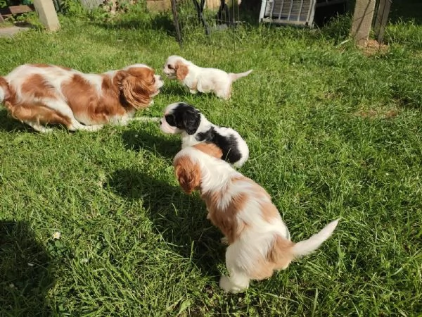 Disponibili cuccioli Cavalier King Charles, | Foto 1