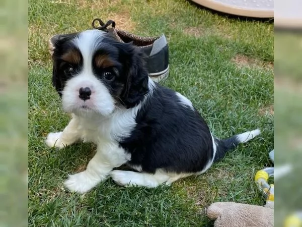 Disponibili cuccioli Cavalier King Charles, | Foto 0