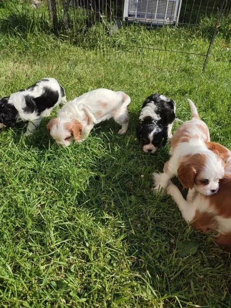 Disponibili cuccioli Cavalier King Charles,