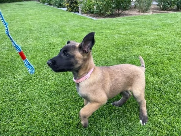 Disponibili. Cuccioli di pastore belga malinois buona genealogia | Foto 2
