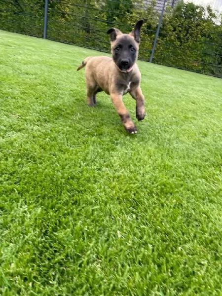 Disponibili. Cuccioli di pastore belga malinois buona genealogia | Foto 1